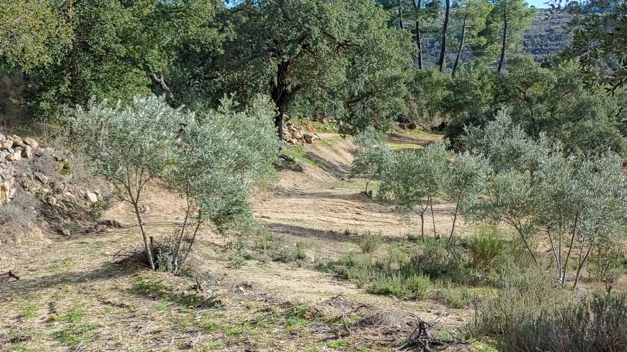 Terreno Agricola ou Rústico para Venda em Salgueiro do Campo