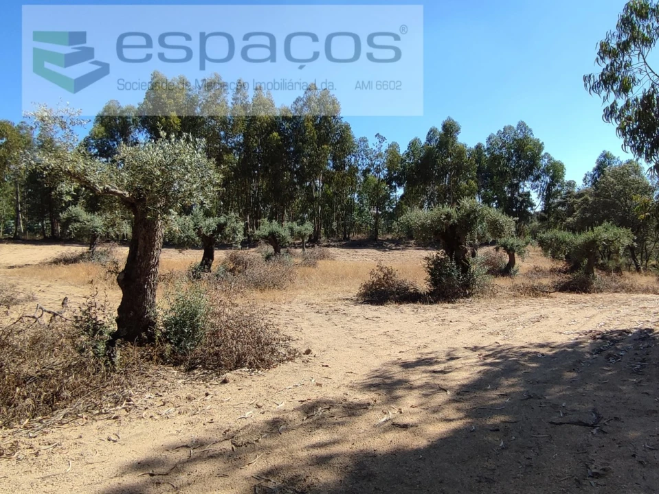 Terreno Agricola ou Rústico para Venda em Escalos de Baixo e Mata Foto 3