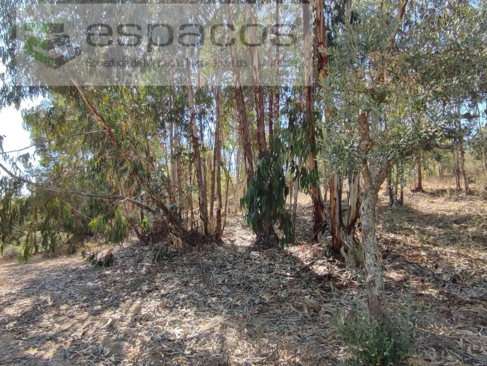Terreno Agricola ou Rústico para Venda em Escalos de Baixo e Mata Foto 4