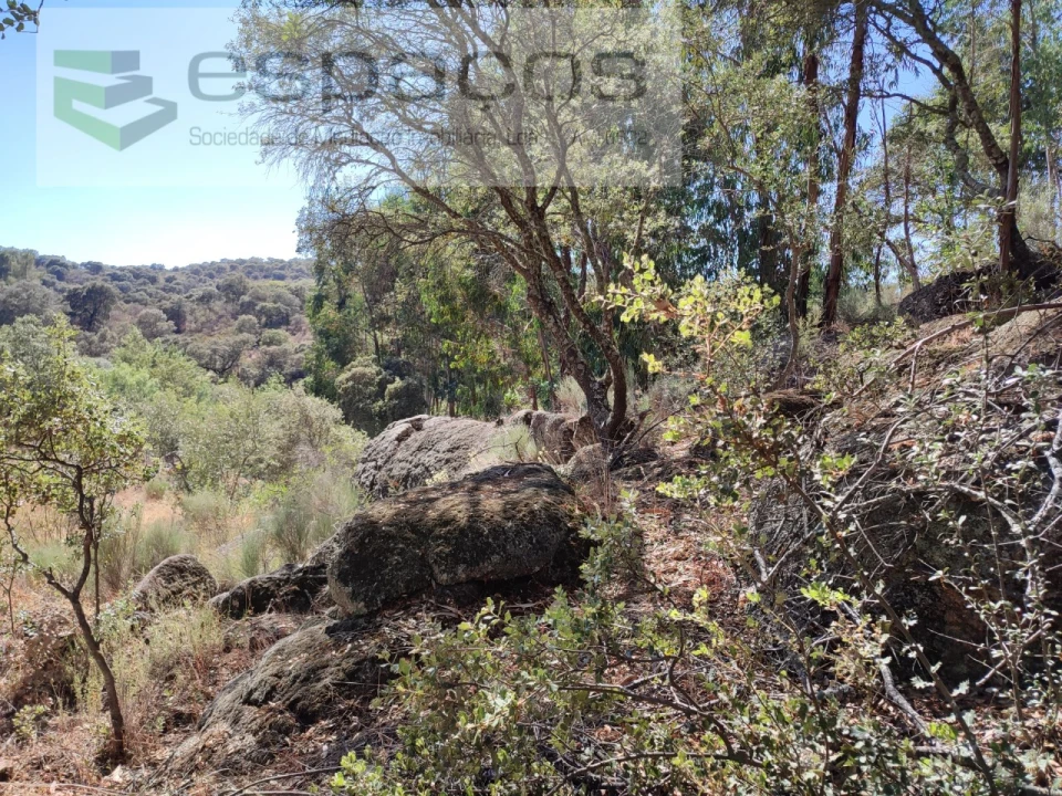 Terreno Agricola ou Rústico para Venda em Escalos de Baixo e Mata Foto 5