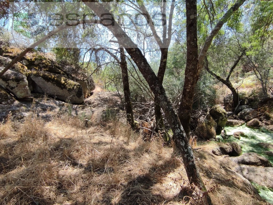 Terreno Agricola ou Rústico para Venda em Escalos de Baixo e Mata Foto 11