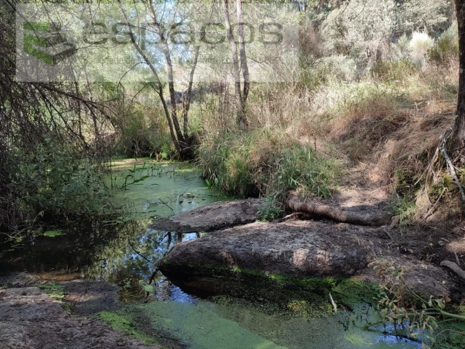 Terreno Agricola ou Rústico para Venda em Escalos de Baixo e Mata