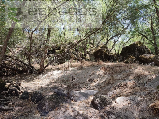 Terreno Agricola ou Rústico para Venda em Escalos de Baixo e Mata Foto 16