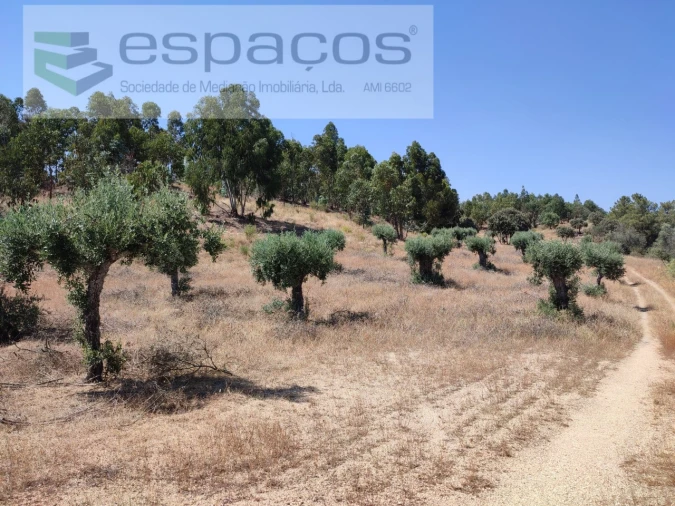 Terreno Agricola ou Rústico para Venda em Escalos de Baixo e Mata Foto 20