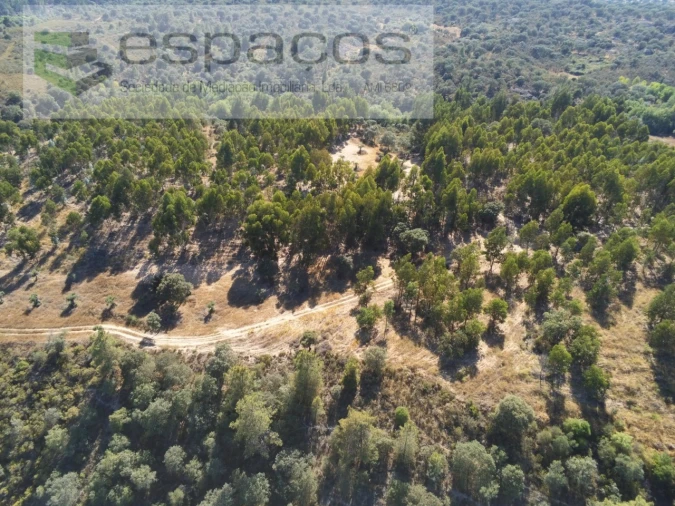 Terreno Agricola ou Rústico para Venda em Escalos de Baixo e Mata Foto 21