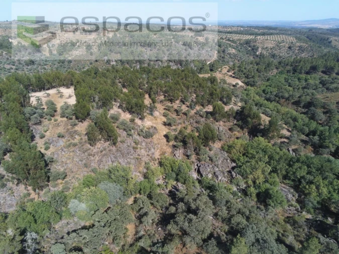 Terreno Agricola ou Rústico para Venda em Escalos de Baixo e Mata Foto 24