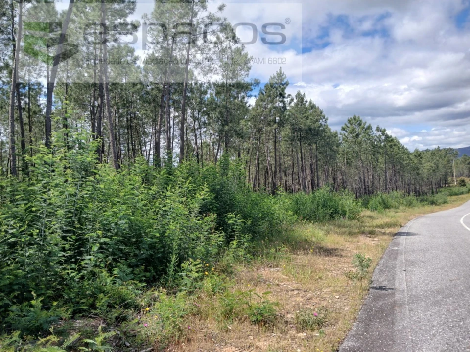 Quinta para Venda em Sarzedas Foto 16