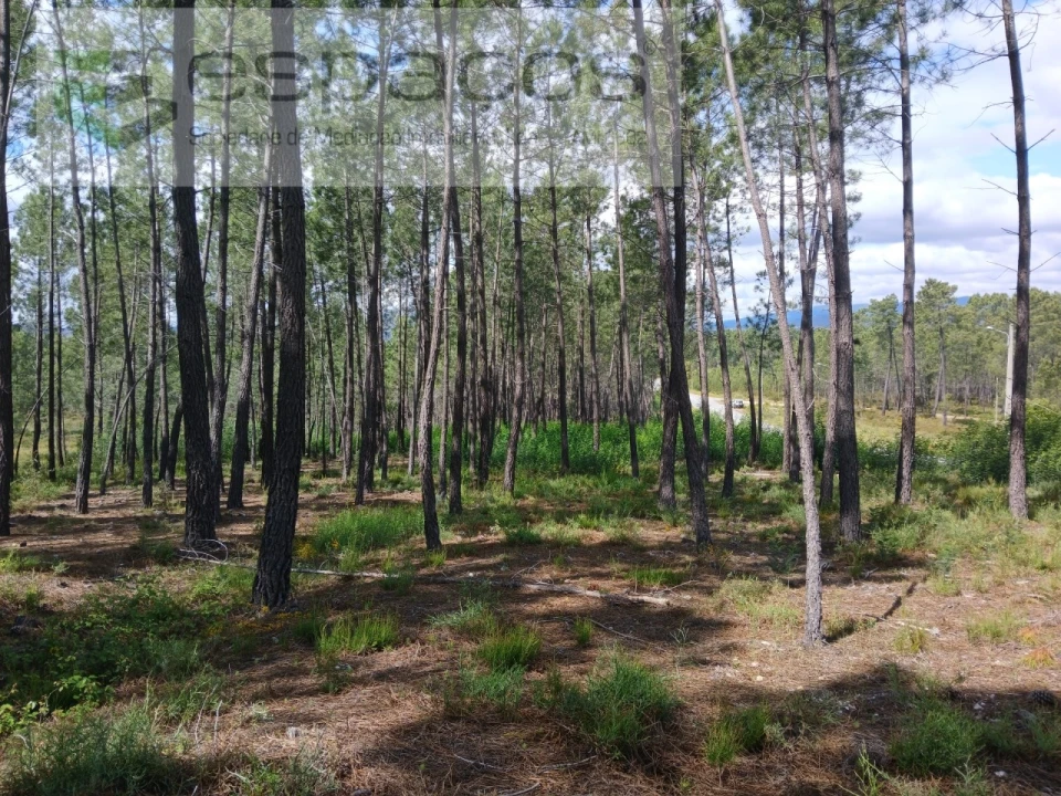 Quinta para Venda em Sarzedas Foto 11