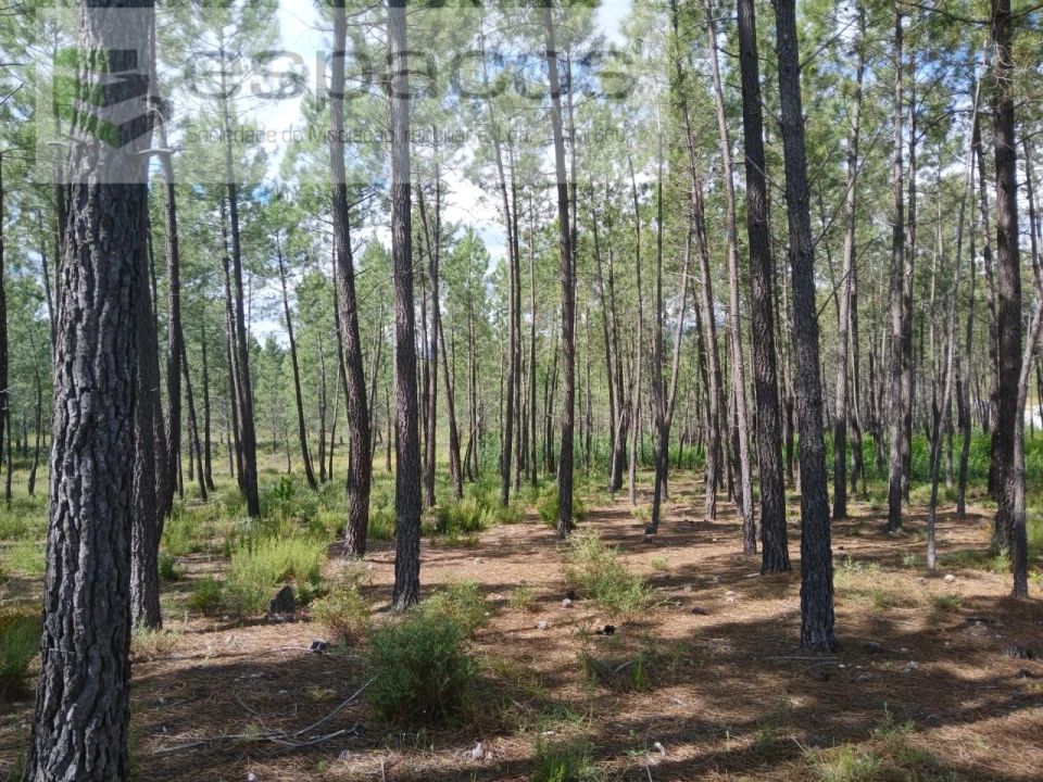 Quinta para Venda em Sarzedas Foto 14