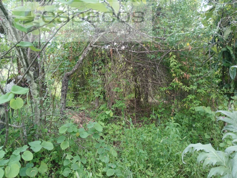 Quinta para Venda em Sarzedas Foto 30