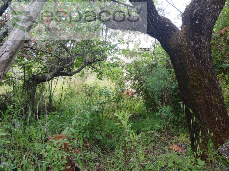 Quinta para Venda em Sarzedas Foto 6