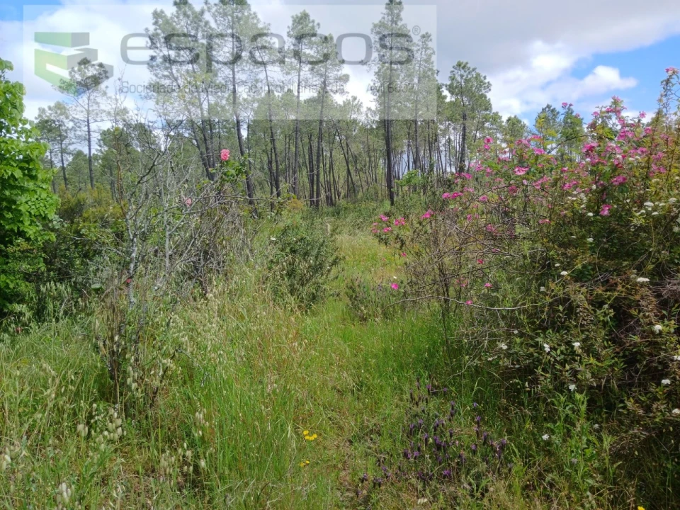 Quinta para Venda em Sarzedas Foto 27