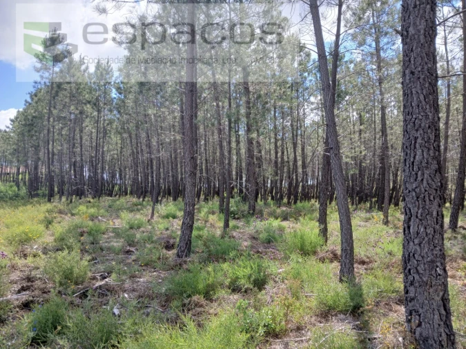 Quinta para Venda em Sarzedas Foto 15