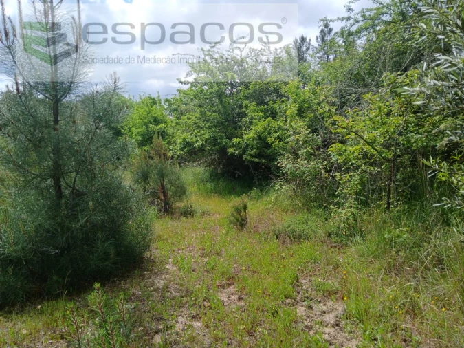 Quinta para Venda em Sarzedas Foto 26