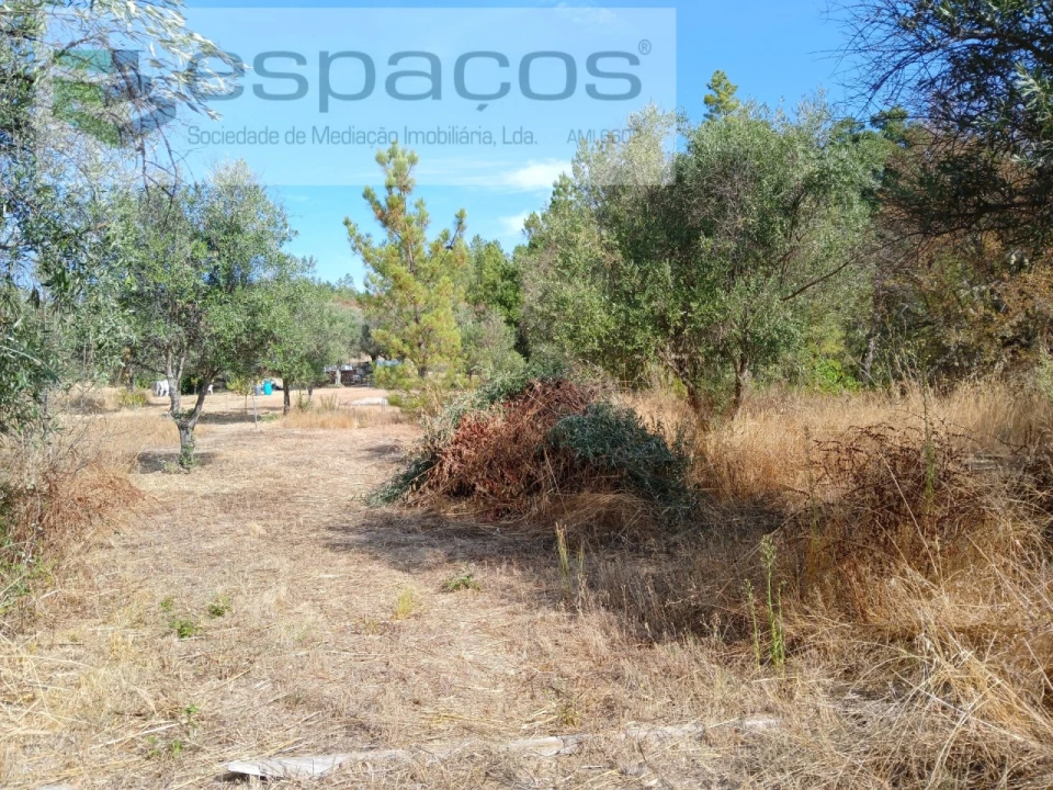 Quinta para Venda em Sarzedas Foto 13