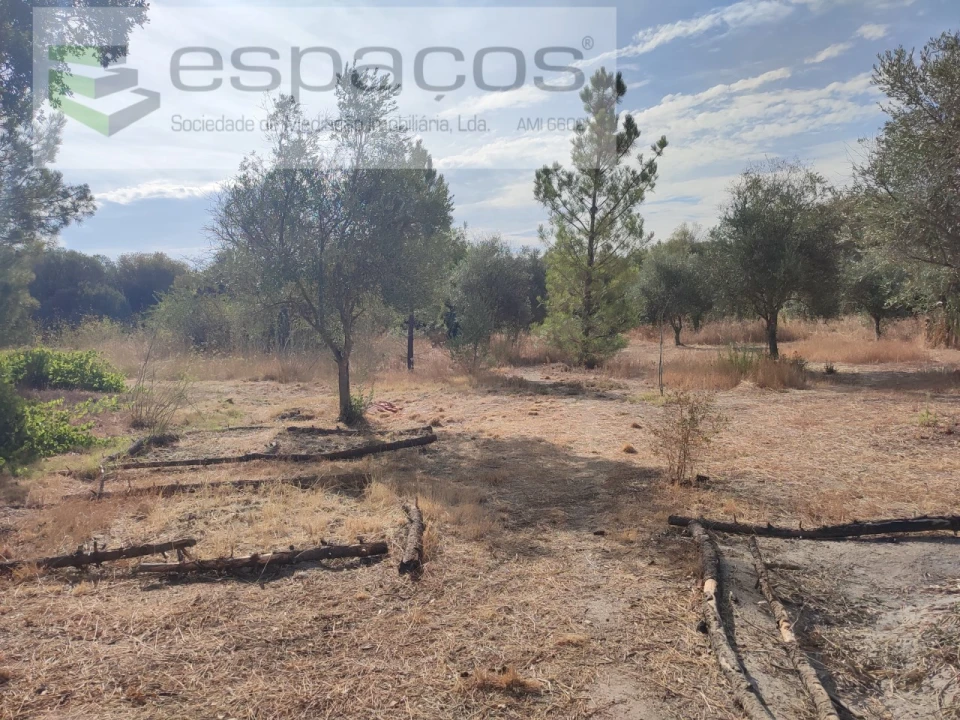 Quinta para Venda em Sarzedas Foto 17