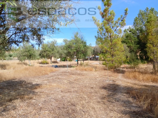 Quinta para Venda em Sarzedas Foto 14