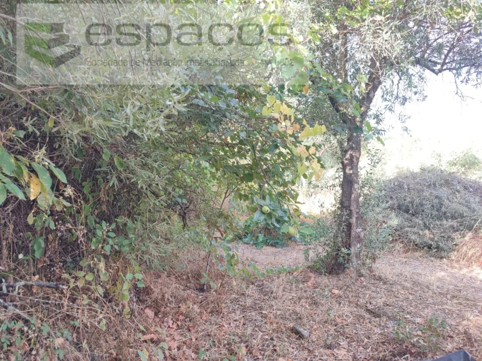 Quinta para Venda em Sarzedas Foto 18