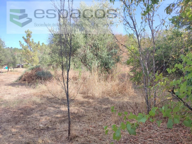 Quinta para Venda em Sarzedas Foto 19