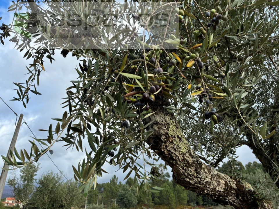 Quinta T1 para Venda em Paul Foto 15