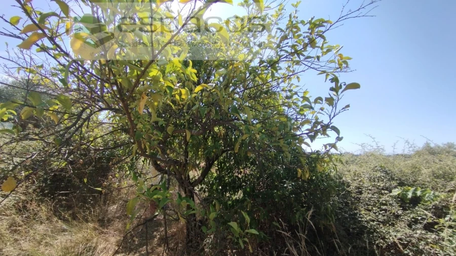 Quinta T1 para Venda em Salvador Foto 9