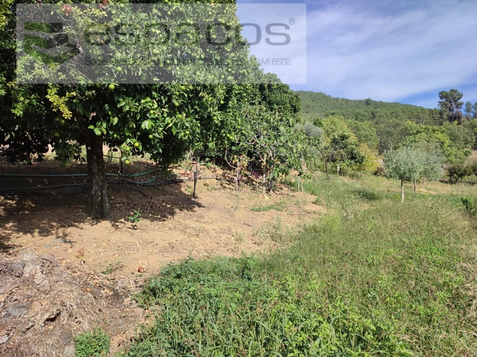 Quinta para Venda em Penha Garcia Foto 36