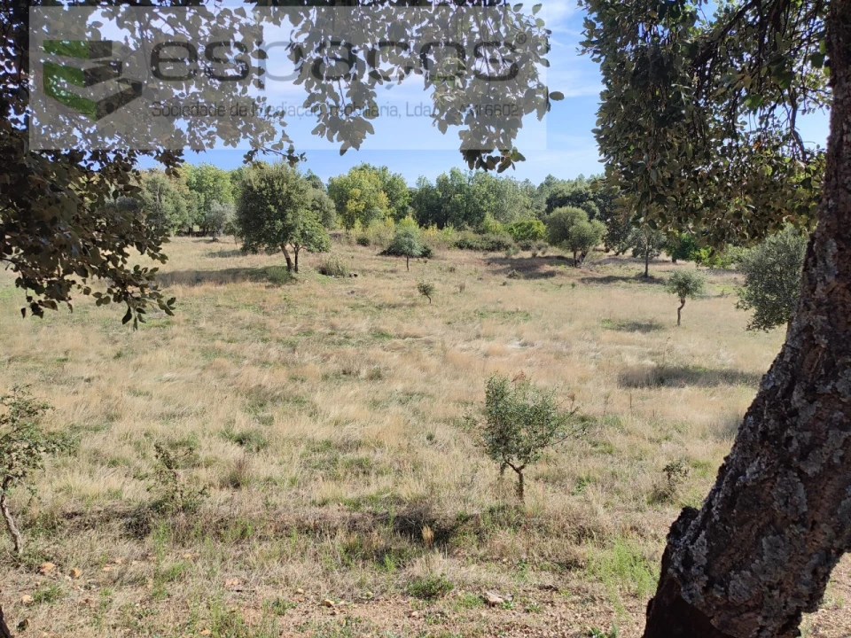 Quinta para Venda em Penha Garcia Foto 43