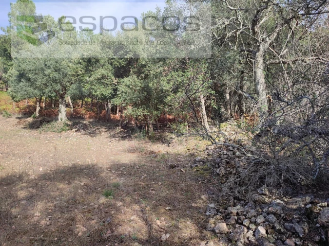 Quinta para Venda em Penha Garcia Foto 32