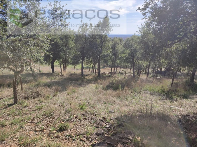 Quinta para Venda em Penha Garcia Foto 40