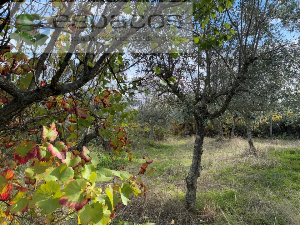 Quinta T3 para Venda em Vale de Prazeres e Mata da Rainha Foto 36