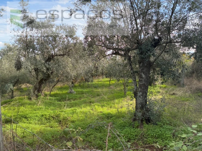 Quinta T3 para Venda em Vale de Prazeres e Mata da Rainha Foto 32