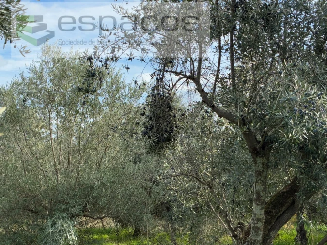 Quinta T3 para Venda em Vale de Prazeres e Mata da Rainha Foto 34