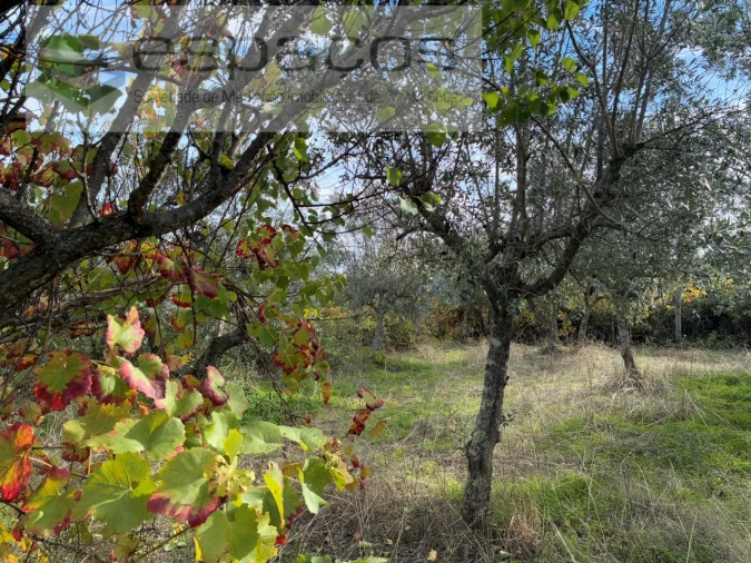 Quinta T3 para Venda em Vale de Prazeres e Mata da Rainha Foto 36