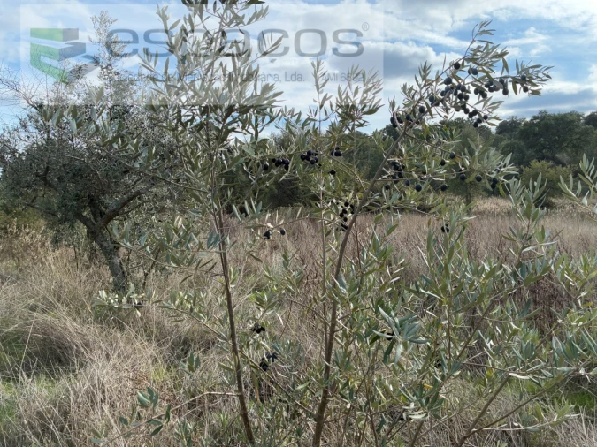 Quinta T3 para Venda em Vale de Prazeres e Mata da Rainha Foto 38