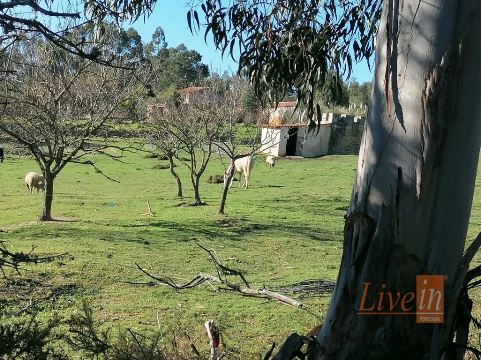 Quinta T14 para Venda em Bucelas Foto 32