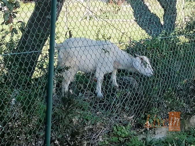 Quinta T14 para Venda em Bucelas Foto 38