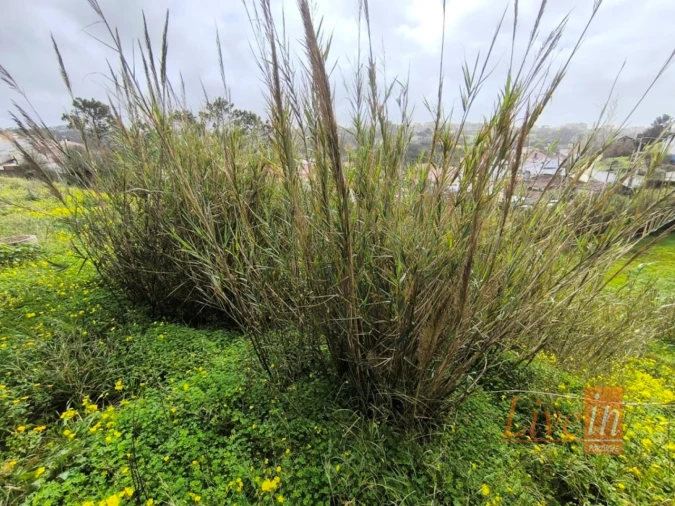Terreno para Venda em Ericeira Foto 10