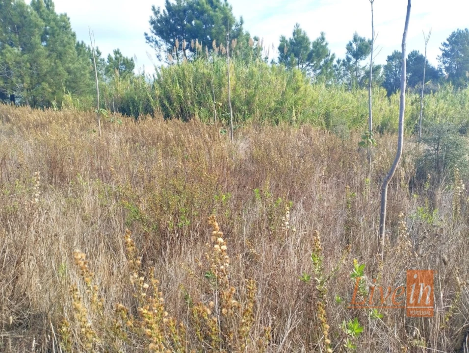 Terreno para Venda em Abrigada e Cabanas de Torres Foto 5
