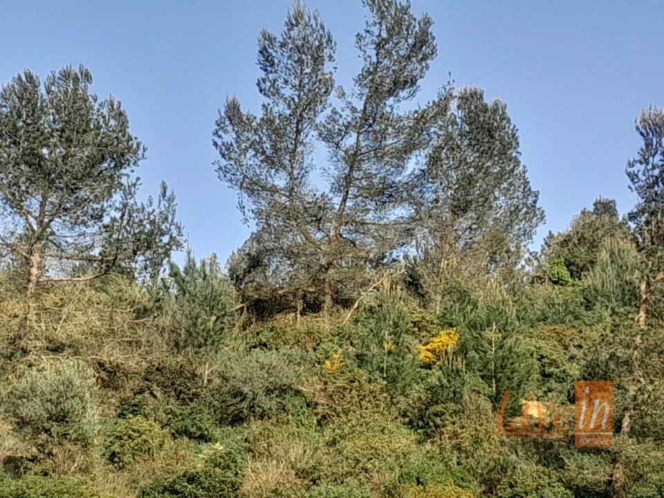 Terreno Agricola ou Rústico para Venda em Ribafria e Pereiro de Palhacana Foto 4