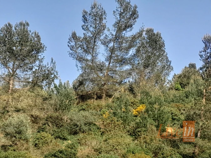 Terreno Agricola ou Rústico para Venda em Ribafria e Pereiro de Palhacana Foto 4