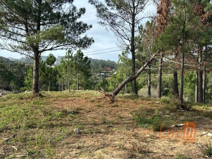 Terreno para Venda em Mafra Foto 13