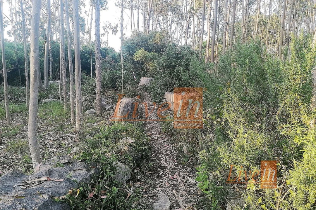 Terreno Agricola ou Rústico para Venda em São Bartolomeu dos Galegos e Moledo Foto 10