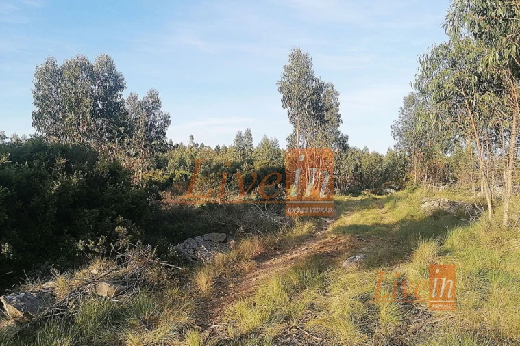 Terreno Agricola ou Rústico para Venda em São Bartolomeu dos Galegos e Moledo Foto 5