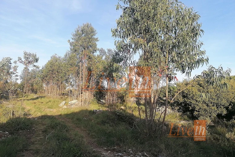 Terreno Agricola ou Rústico para Venda em São Bartolomeu dos Galegos e Moledo Foto 7