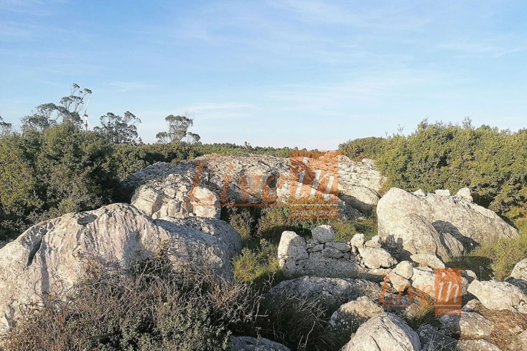 Terreno Agricola ou Rústico para Venda em São Bartolomeu dos Galegos e Moledo Foto 9