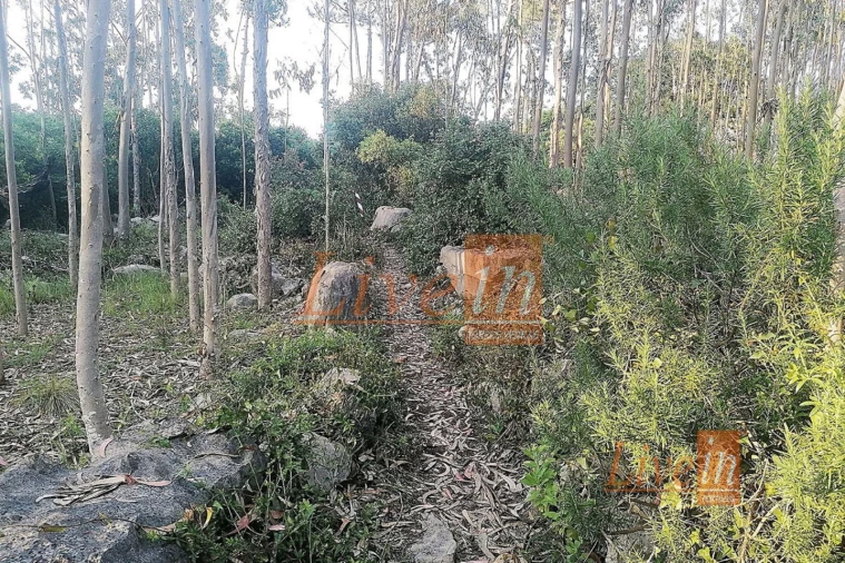 Terreno Agricola ou Rústico para Venda em São Bartolomeu dos Galegos e Moledo Foto 10