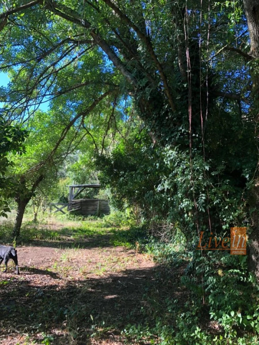 Moradia T4 para Venda em Ribafria e Pereiro de Palhacana Foto 6