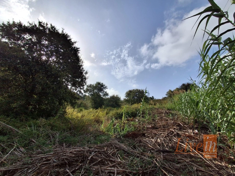 Terreno para Venda em Freiria Foto 7