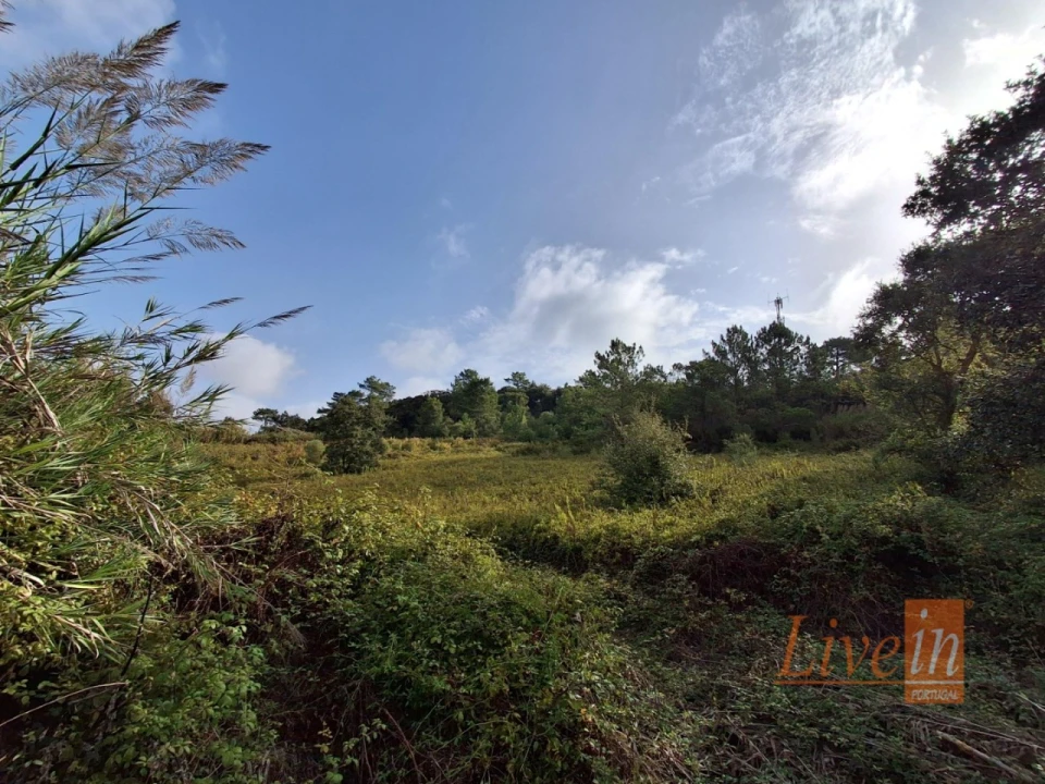Terreno para Venda em Freiria Foto 8