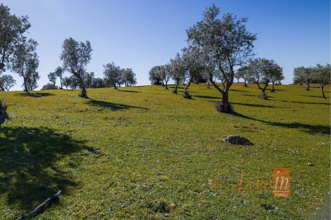 Quinta T8 para Venda em Alter do Chão Foto 1